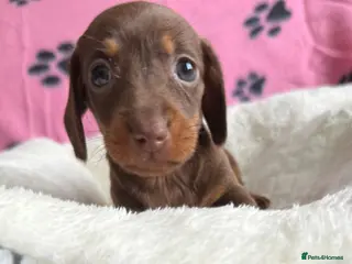 Dachshund dogs 3 gorgeous girls left available 🐶😊😍 - Advert 3