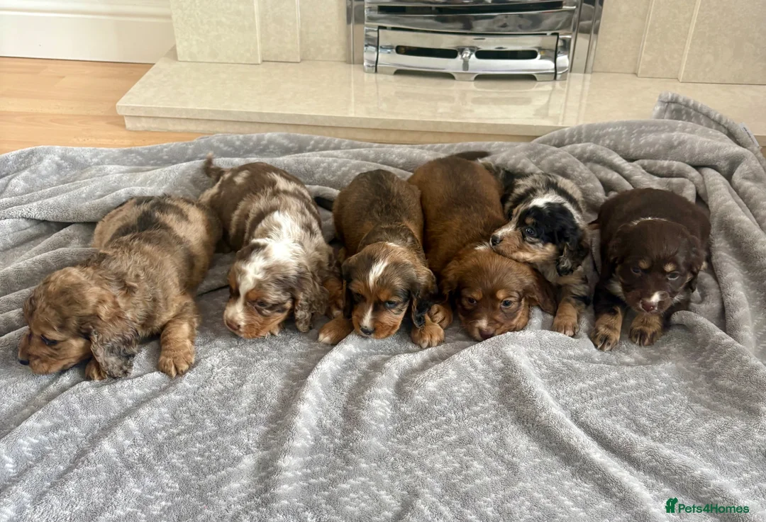 Cocker Spaniel dogs for sale: Cocker spaniel puppies  - Advert 1