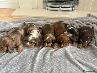 Cocker Spaniel dogs Cocker spaniel puppies - Advert 1