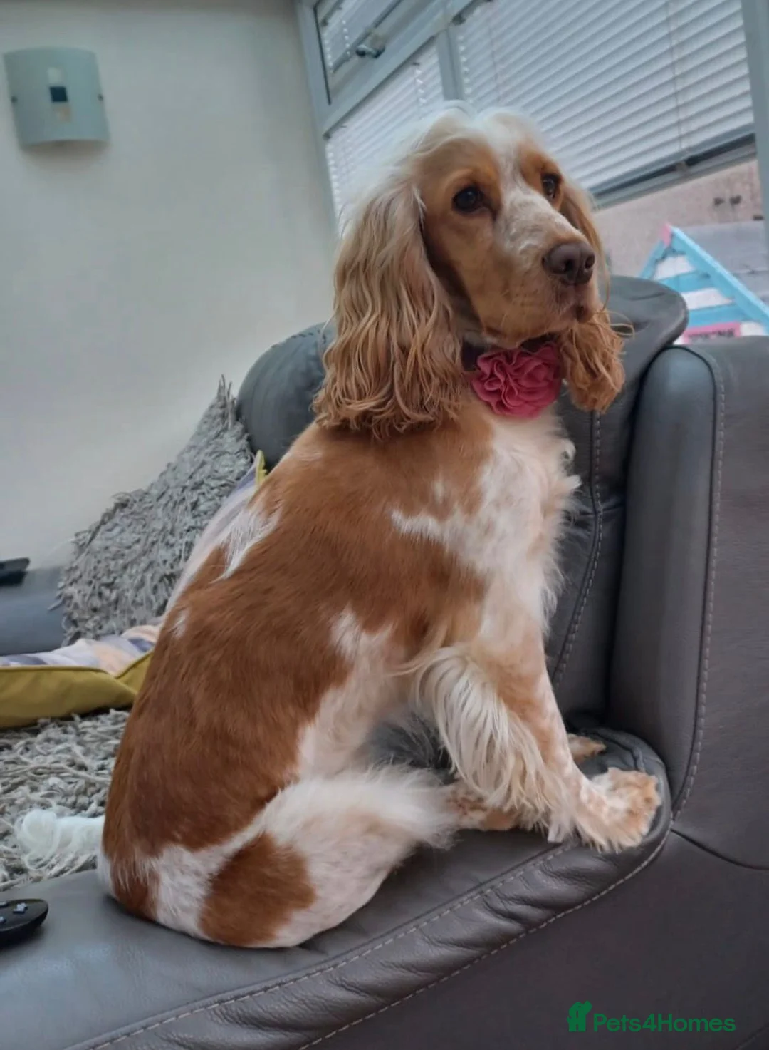 Cocker Spaniel dogs for sale: Beautiful Show Type Cocker Spaniels - Advert 1