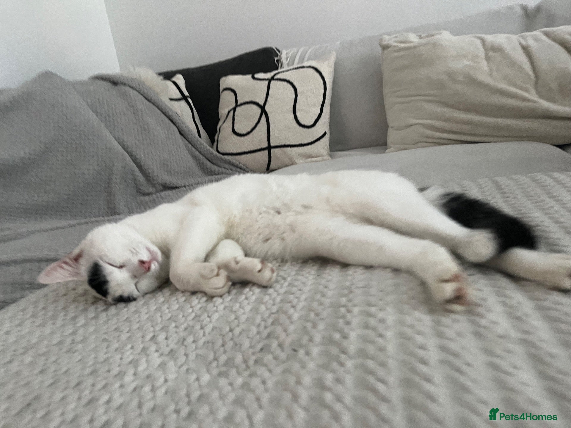 British Shorthair cats Nicco - Advert 6