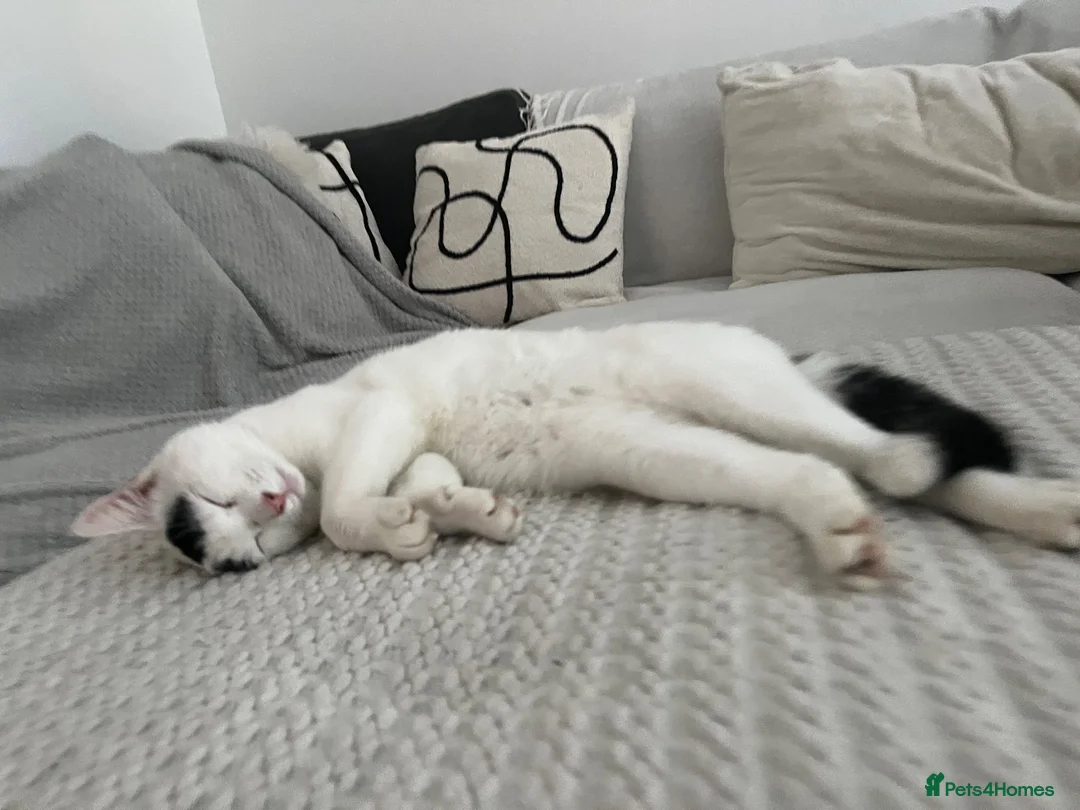 British Shorthair cats for sale: Nicco in Reading - Advert 1