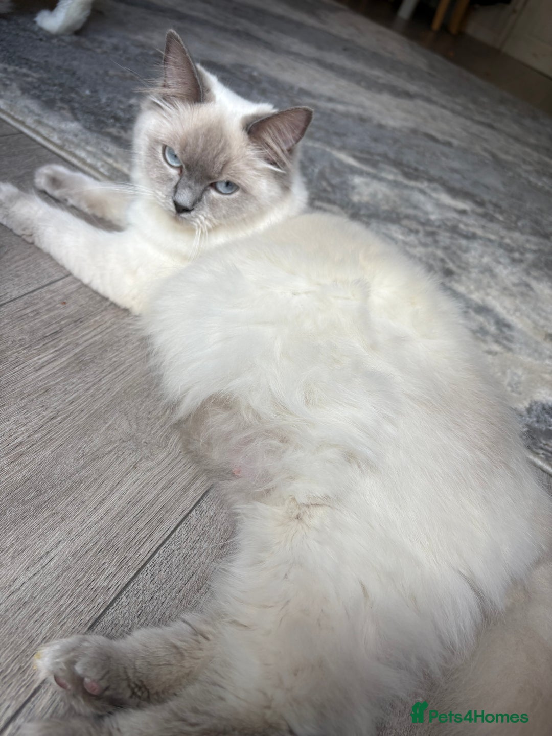 Gallery Image {{count}}