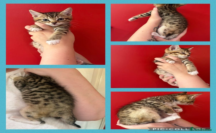 Mixed Breed cats - Advert 1