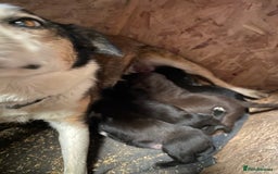 Mixed Breed dogs for sale: Welsh collie x red fox Labrador - Image 6