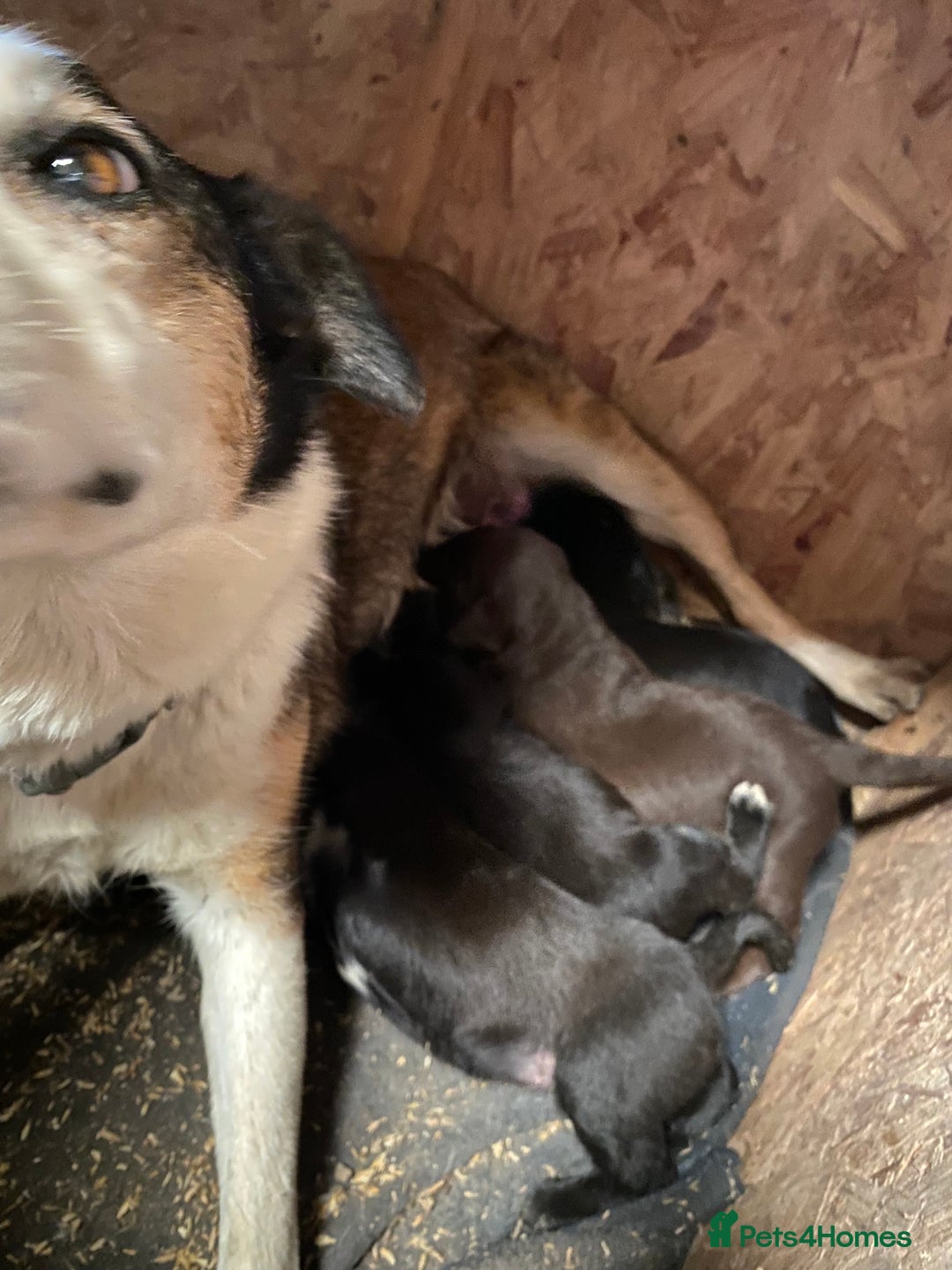 Mixed Breed dogs for sale: Welsh collie x red fox Labrador - Image 6