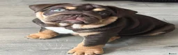 English Bulldog dogs for sale: 🐾 two females english Bulldog pups 🐾 - Advert 3