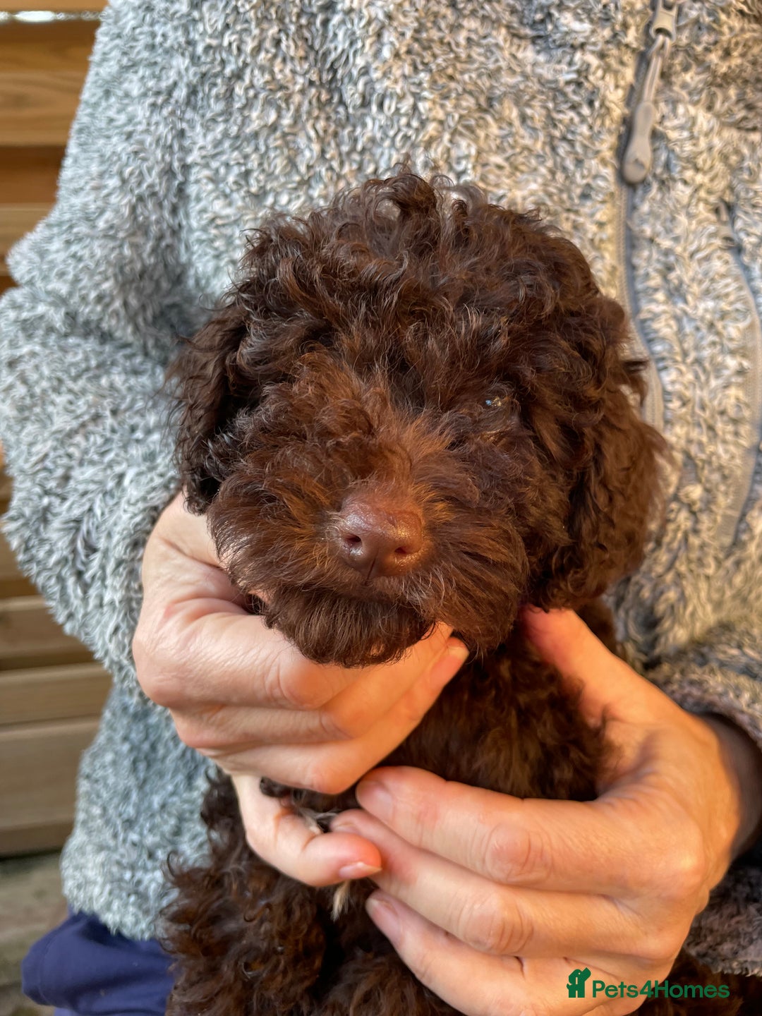 Miniature Poodle dogs for sale: Gorgeous Miniature Poodle puppies  - Advert 16