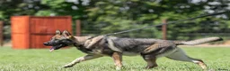 German Shepherd dogs for sale: Top Working Line KC GSD  - Advert 9