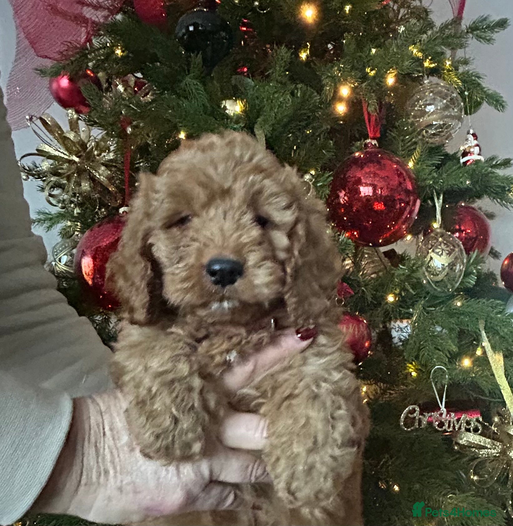 Cockapoo dogs 🐕‍🦺🐶ADORABLE COCKAPOO 🐶 🐕‍🦺 - Advert 9