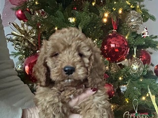 Cockapoo dogs 🐕🦺🐶ADORABLE COCKAPOO 🐶 🐕🦺 - Advert 9