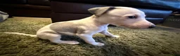 Whippet dogs for sale: KC Registered Whippet Puppies – Home Reared, - Advert 26