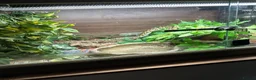 Python Snake reptiles for sale: Ball/ royal python  - Advert 2