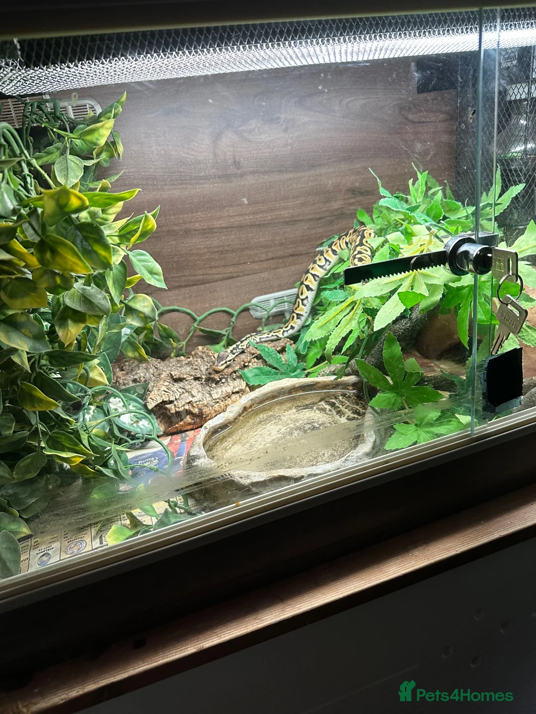 Python Snake reptiles for sale: Ball/ royal python  - Advert 2