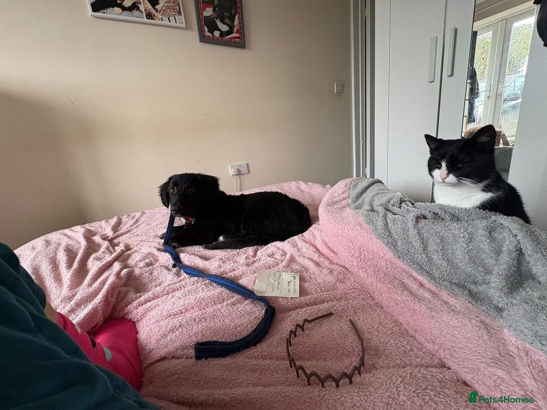 Mixed Breed dogs for adoption: Leo - Norwich Norfolk  - Advert 3