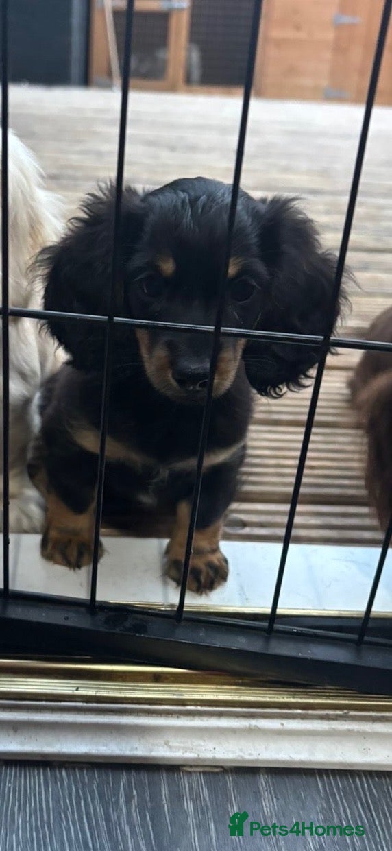 Miniature Dachshund dogs 🐾KC registered miniature dashunds now reduced 🐾 - Advert 5