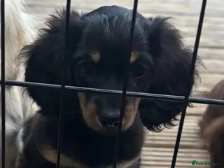 Miniature Dachshund dogs 🐾KC registered miniature dashunds now reduced 🐾 - Advert 5