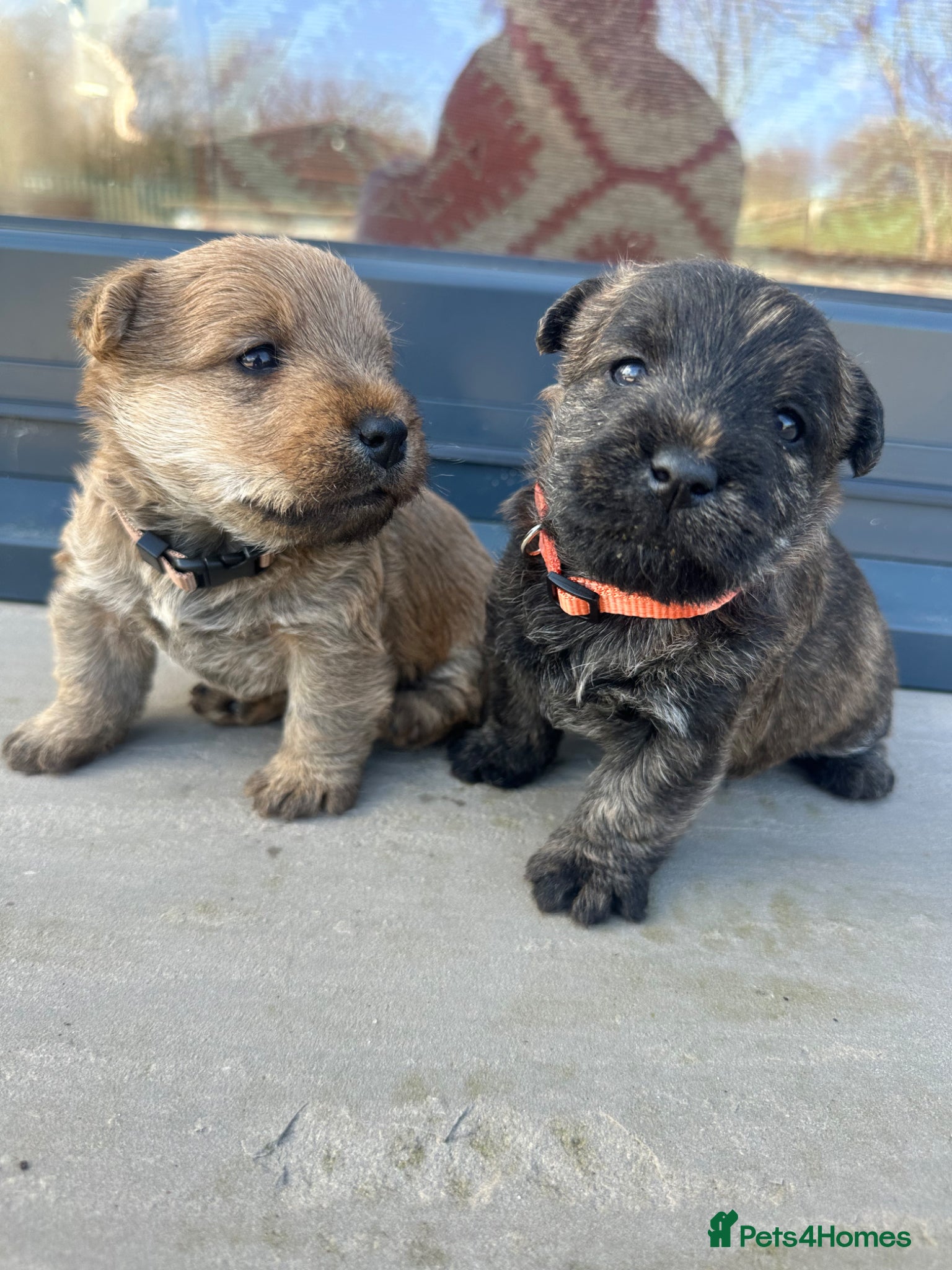 Mixed Breed dogs Welsh Terrier x Cairn Terrier Puppies - Advert 1
