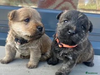 Mixed Breed dogs Welsh Terrier x Cairn Terrier Puppies - Advert 1