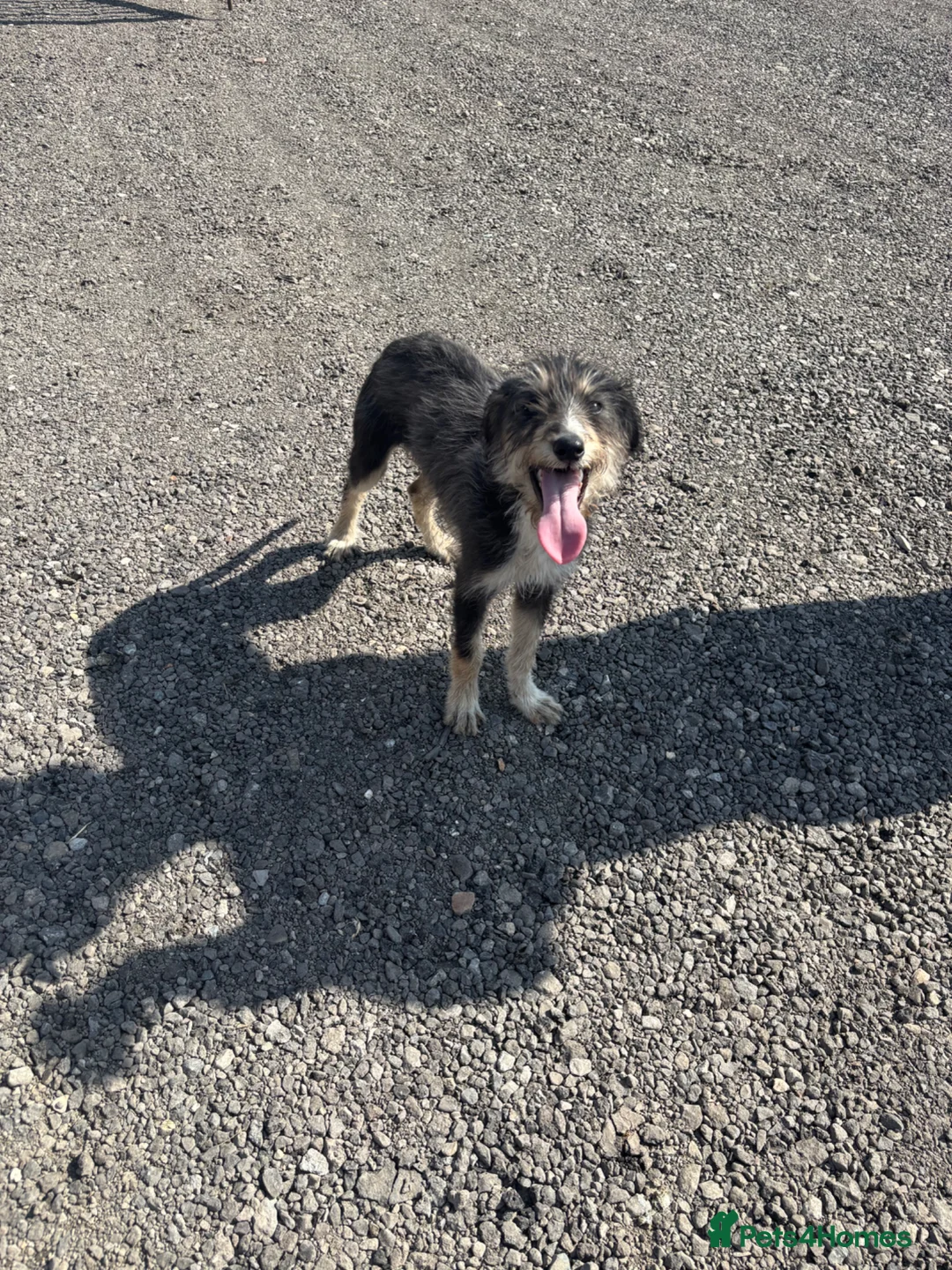 Mixed Breed dogs for sale: Bedlington whippet in Selby - Advert 3