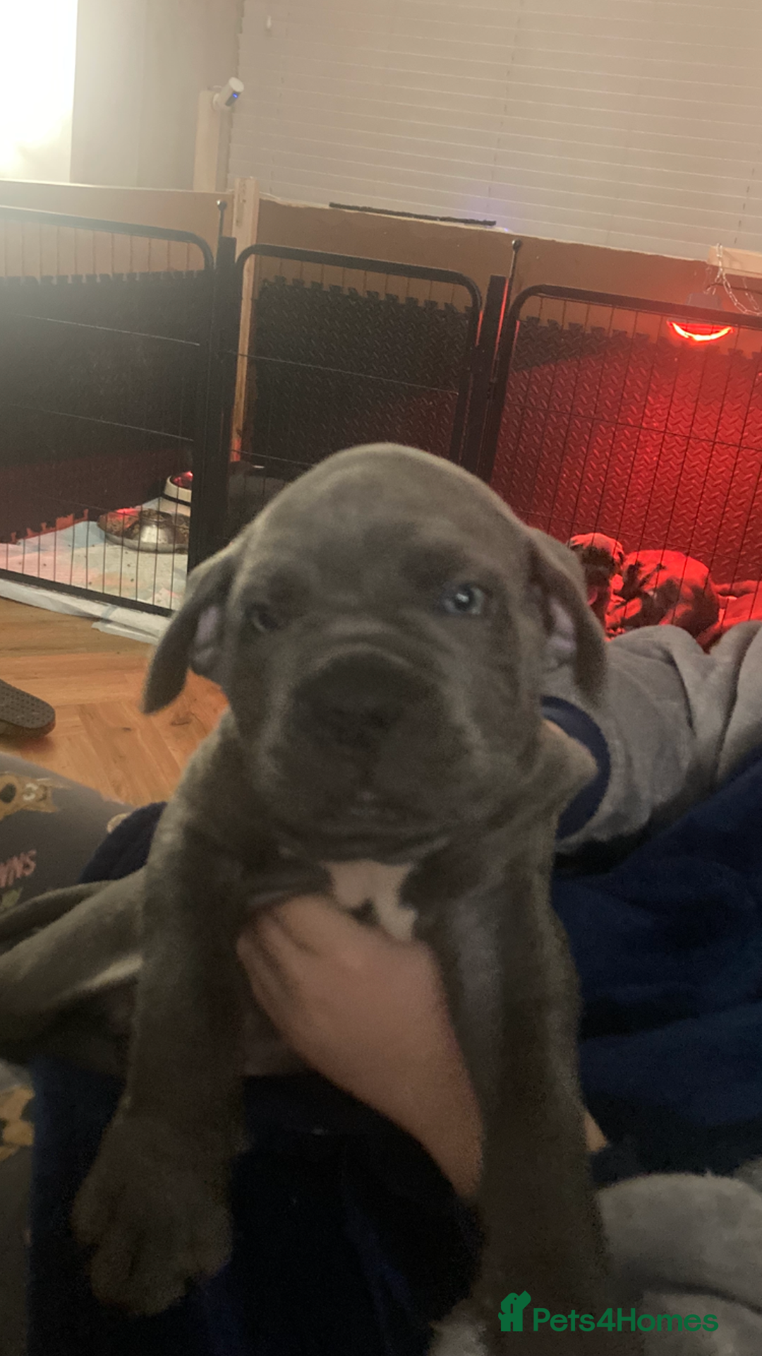 Cane Corso dogs for sale: cane corso puppies  - Image 19