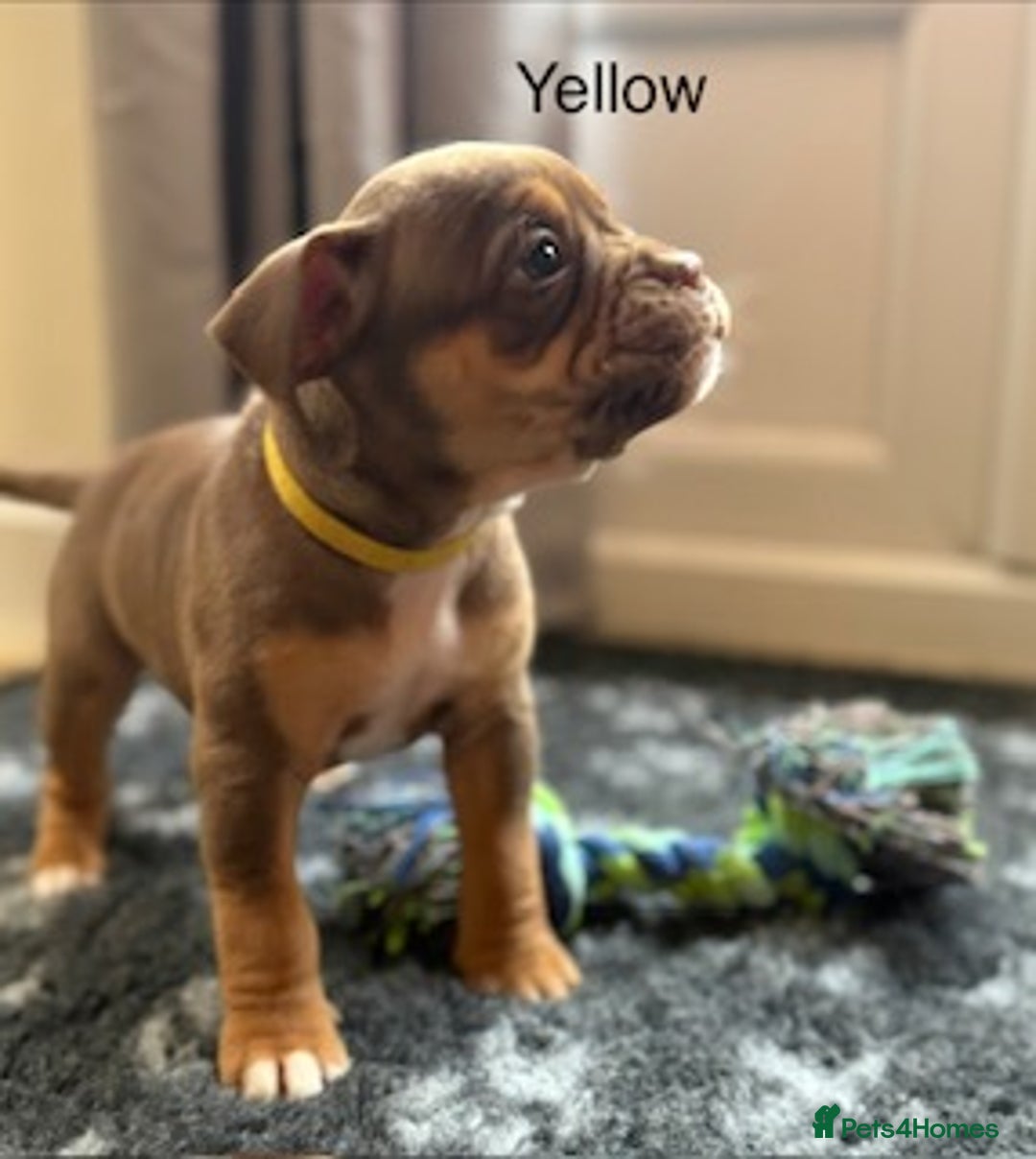 Olde English Bulldogge dogs for sale: 9 Olde English Bulldogge NEBBR registered puppies - Advert 24