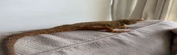 Bearded Dragon reptiles for sale: Bearded Dragon  in Chard - Advert 5