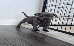 Staffordshire Bull Terrier dogs for sale: Kc Blue staffordshire bull terrier puppies - Image 3