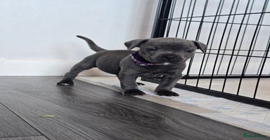Staffordshire Bull Terrier dogs - Advert 14