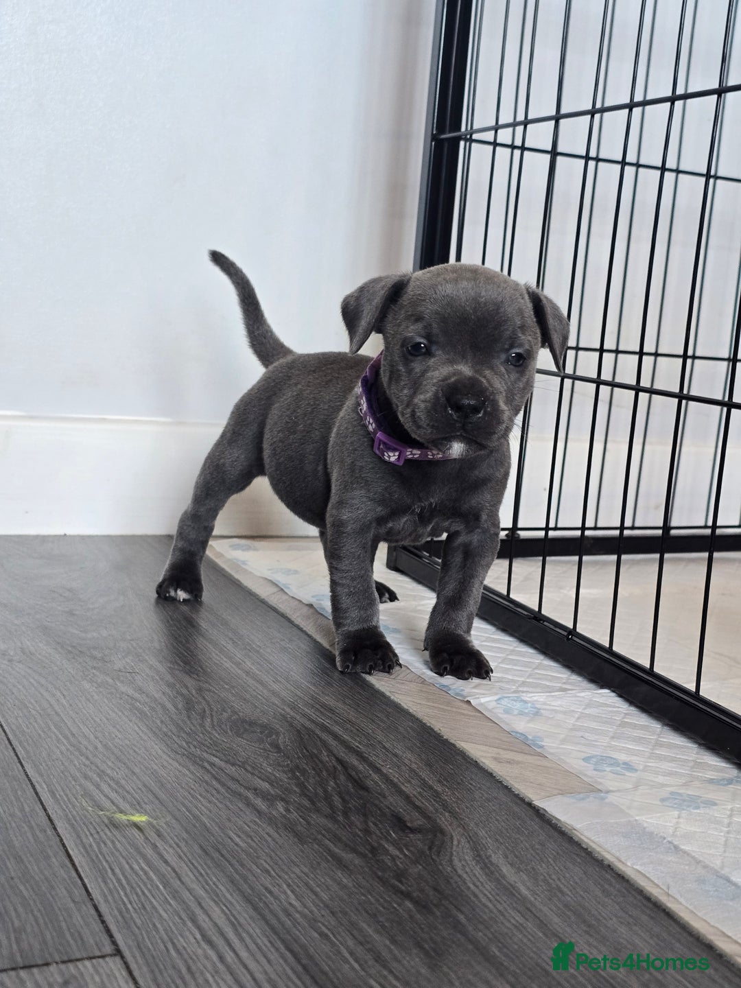 Staffordshire Bull Terrier dogs for sale: Kc Blue staffordshire bull terrier puppies - Image 3