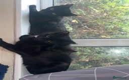 British Shorthair cats for sale: MALE BALCK KITTENS   - Image 7