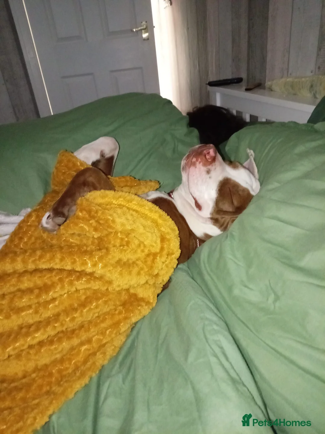 Mixed Breed dogs for sale: Thunder - Advert 2