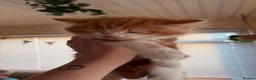 Mixed Breed cats for sale: Beautiful kittens for sale !! in Girvan - Advert 12