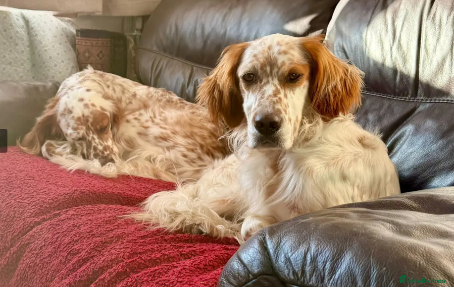 English Setter dogs Dil (Formerly Dul)   in Blaydon-on-Tyne - Advert 2