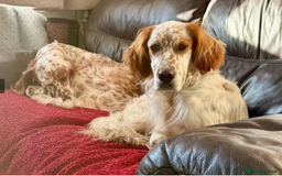 English Setter dogs for adoption: Dil (Formerly Dul)   in Blaydon-on-Tyne - Advert 1