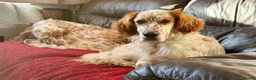English Setter dogs for adoption: Dil (Formerly Dul)   in Blaydon-on-Tyne - Advert 1