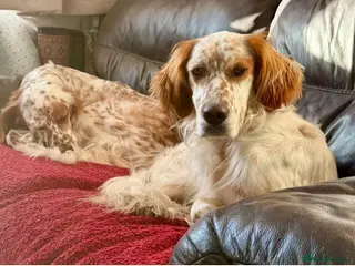 English Setter dogs Dil (Formerly Dul) in Blaydon-on-Tyne - Advert 9