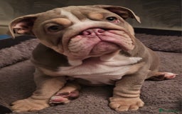 English Bulldog dogs for sale: Final Female English Bulldog available - Image 17