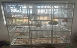 Conures birds for sale: Beautiful Male Conure for Sale  - Advert 4