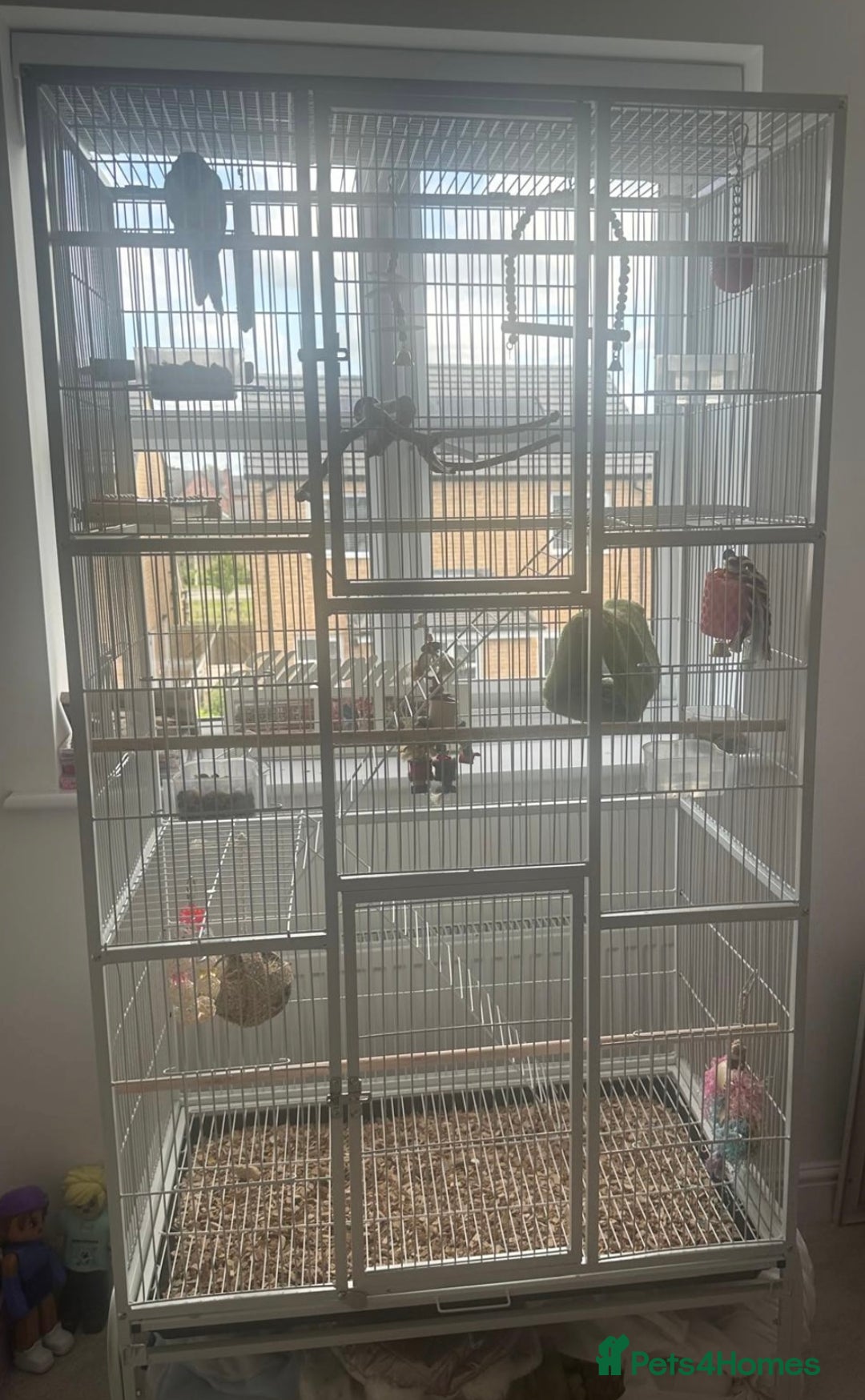 Conures birds for sale: Beautiful Male Conure for Sale  - Advert 4
