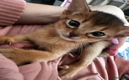 Somali cats for sale: Outstanding Somali kittens - Image 5