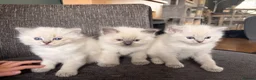 Ragdoll cats for sale: Mischievous trio of gorgeous ragdolls - Advert 3
