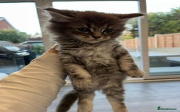 Maine Coon cats for sale: Maine Coon X  - Image 8
