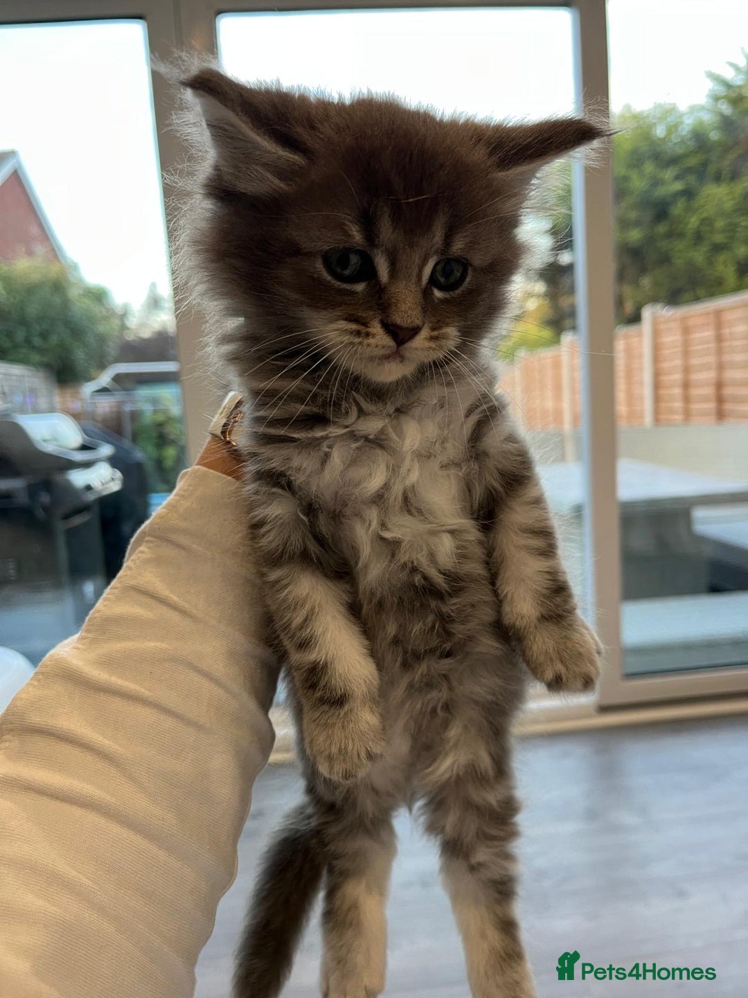 Maine Coon cats for sale: Maine Coon X  - Image 8