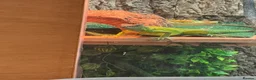 Iguana reptiles for sale: Female green iguana  - Advert 4