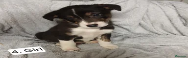 Border Collie 4
