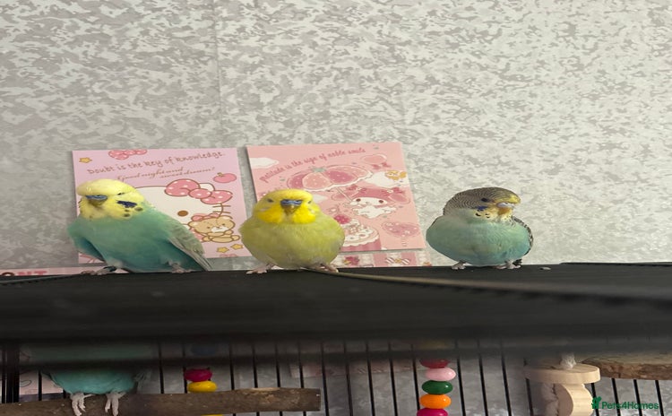 Budgerigars birds - Advert 9