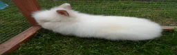 Lionhead rabbits for sale: BEAUTIFUL BABY DOUBLE MANE LIONHEAD RABBIT MALE in Southampton - Advert 7