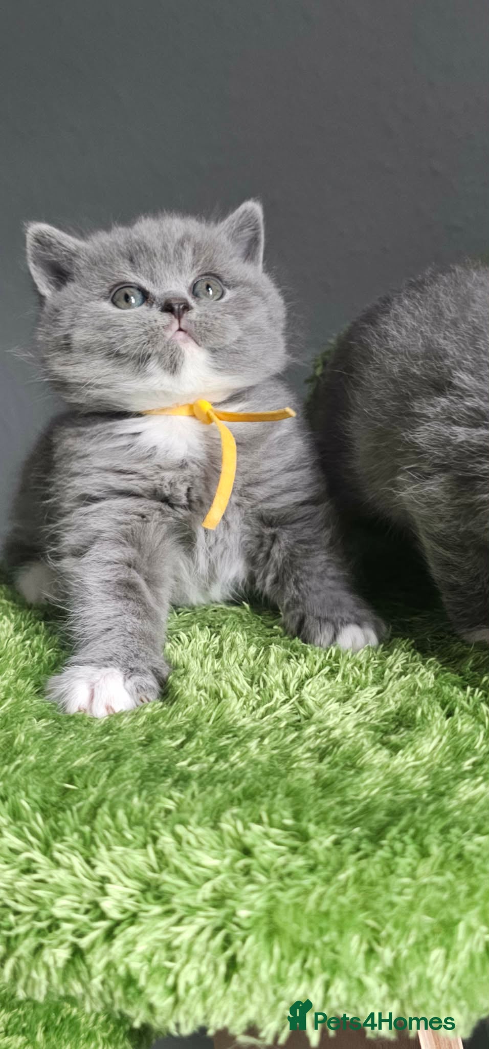 British Shorthair cats British Shorthair Kittens Champion Bloodline GCCF - Advert 2