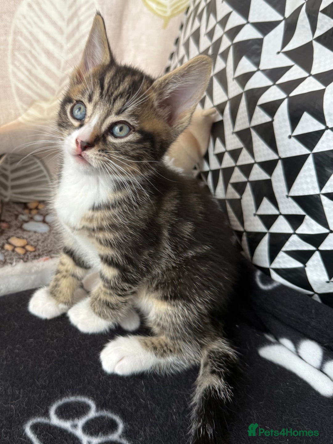 Mixed Breed cats for sale: 3 adorable kitten - Image 2